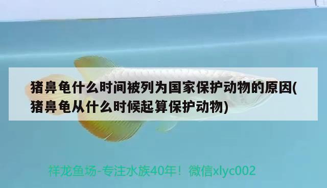 豬鼻龜什么時間被列為國家保護動物的原因(豬鼻龜從什么時候起算保護動物) 豬鼻龜