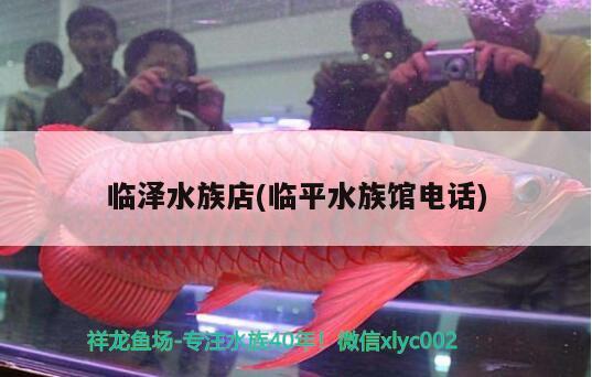 臨澤水族店(臨平水族館電話) 海象魚(yú)