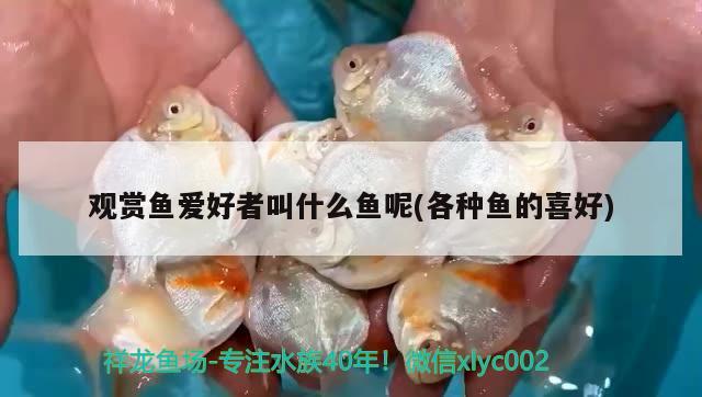 觀賞魚愛好者叫什么魚呢(各種魚的喜好) 沖氧泵