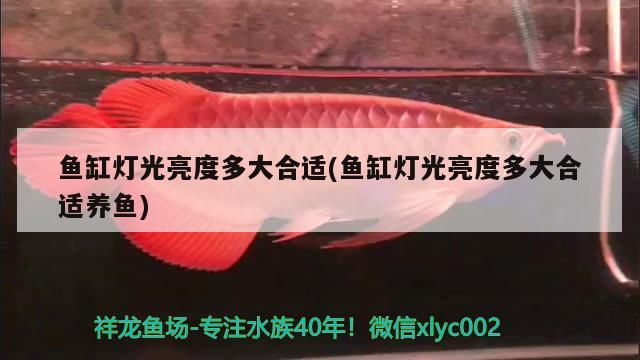 魚缸燈光亮度多大合適(魚缸燈光亮度多大合適養(yǎng)魚) 紅尾平克魚