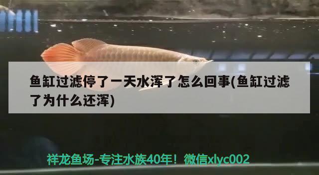 魚缸過濾停了一天水渾了怎么回事(魚缸過濾了為什么還渾) 紅尾平克魚