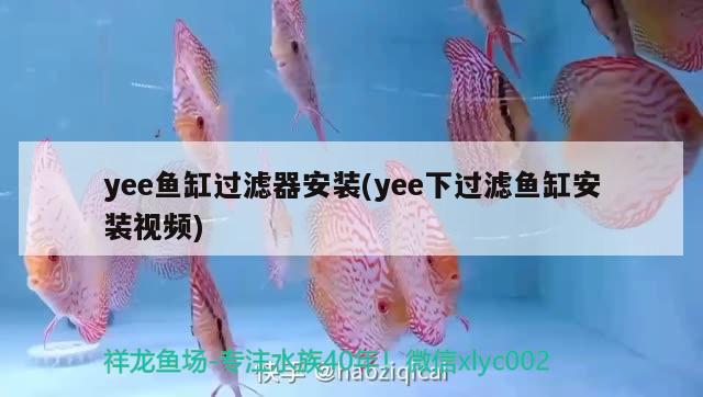 yee魚(yú)缸過(guò)濾器安裝(yee下過(guò)濾魚(yú)缸安裝視頻) yee