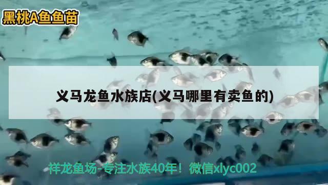 義馬龍魚水族店(義馬哪里有賣魚的) 魚缸百科