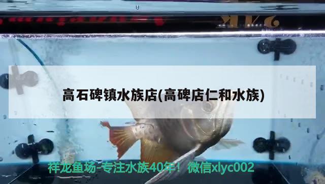 高石碑鎮(zhèn)水族店(高碑店仁和水族) 七紋巨鯉魚