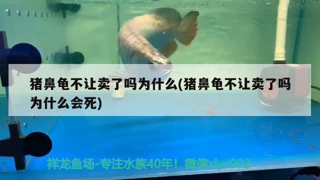 豬鼻龜不讓賣了嗎為什么(豬鼻龜不讓賣了嗎為什么會死) 豬鼻龜