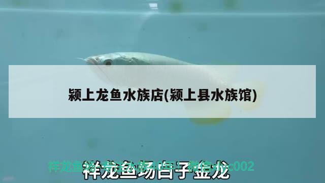 潁上龍魚(yú)水族店(潁上縣水族館) 國(guó)產(chǎn)元寶鳳凰魚(yú)