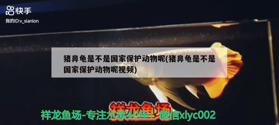 豬鼻龜是不是國家保護動物呢(豬鼻龜是不是國家保護動物呢視頻) 豬鼻龜