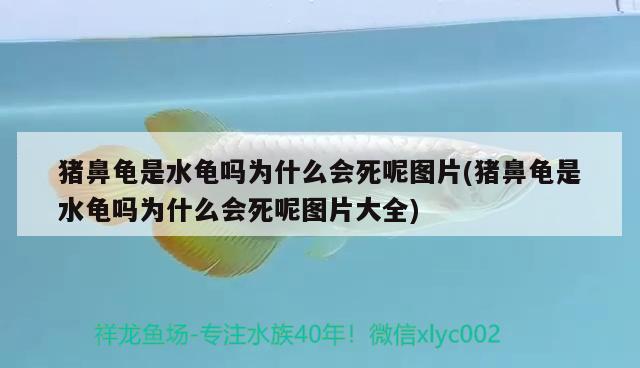 豬鼻龜是水龜嗎為什么會死呢圖片(豬鼻龜是水龜嗎為什么會死呢圖片大全)