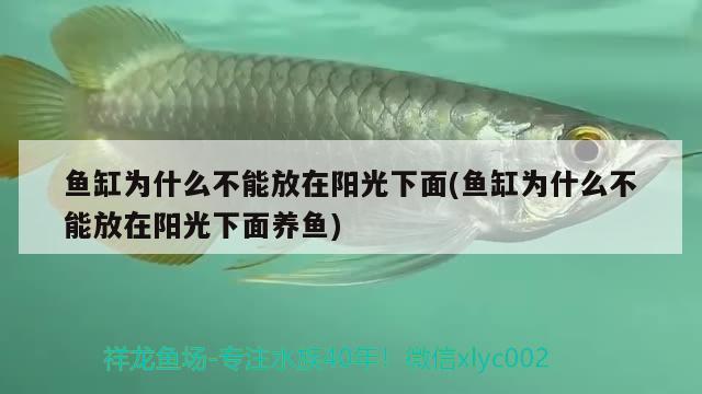 魚缸為什么不能放在陽光下面(魚缸為什么不能放在陽光下面養(yǎng)魚) 虎魚百科