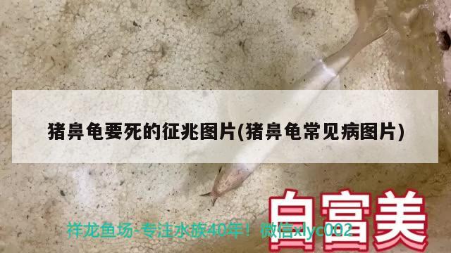 豬鼻龜要死的征兆圖片(豬鼻龜常見病圖片) 豬鼻龜