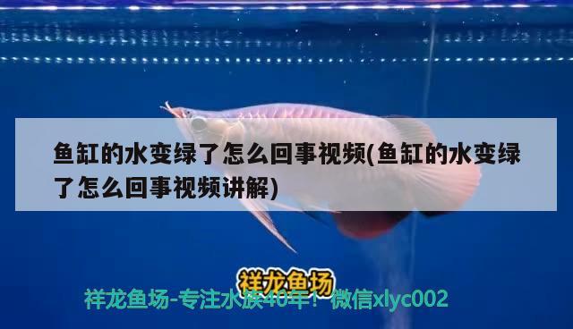 魚(yú)缸的水變綠了怎么回事視頻(魚(yú)缸的水變綠了怎么回事視頻講解)