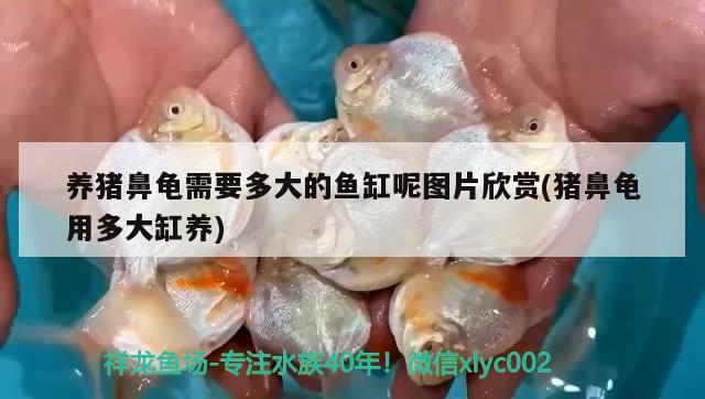 養(yǎng)豬鼻龜需要多大的魚缸呢圖片欣賞(豬鼻龜用多大缸養(yǎng)) 豬鼻龜