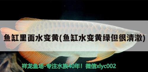 魚缸里面水變黃(魚缸水變黃綠但很清澈) 粗線銀版魚