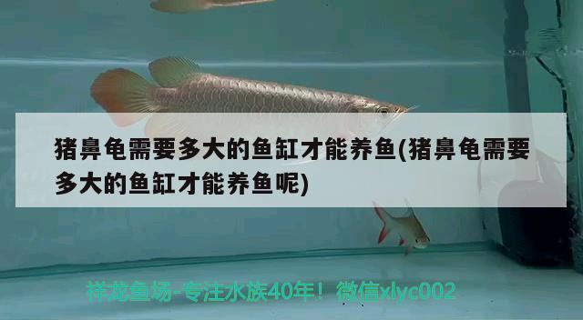 豬鼻龜需要多大的魚缸才能養(yǎng)魚(豬鼻龜需要多大的魚缸才能養(yǎng)魚呢) 豬鼻龜