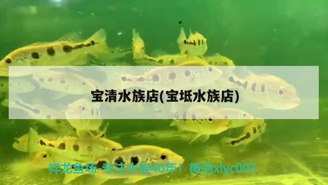 寶清水族店(寶坻水族店) 過背金龍魚