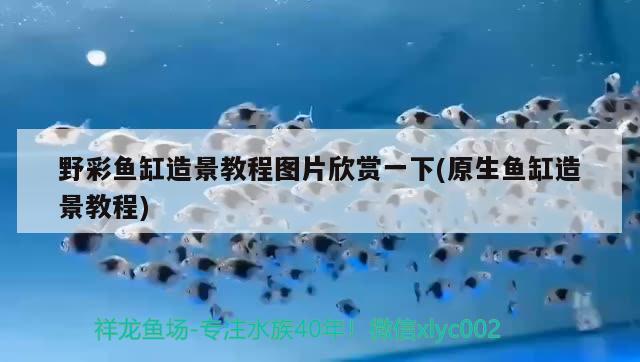 野彩魚缸造景教程圖片欣賞一下(原生魚缸造景教程) 野彩魚 第2張