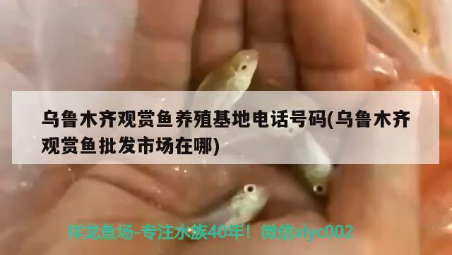 烏魯木齊觀賞魚養(yǎng)殖電話號(hào)碼(烏魯木齊觀賞魚批發(fā)市場(chǎng)在哪) 觀賞魚批發(fā)