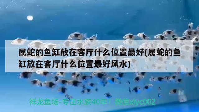 屬蛇的魚缸放在客廳什么位置最好(屬蛇的魚缸放在客廳什么位置最好風水) 魚缸風水