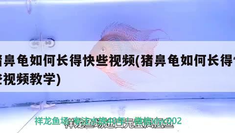 豬鼻龜如何長得快些視頻(豬鼻龜如何長得快些視頻教學(xué)) 豬鼻龜