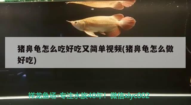 豬鼻龜怎么吃好吃又簡單視頻(豬鼻龜怎么做好吃) 豬鼻龜百科