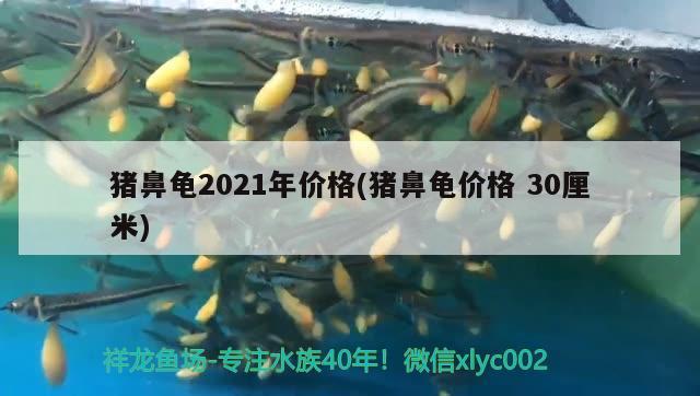 豬鼻龜2021年價格(豬鼻龜價格30厘米)