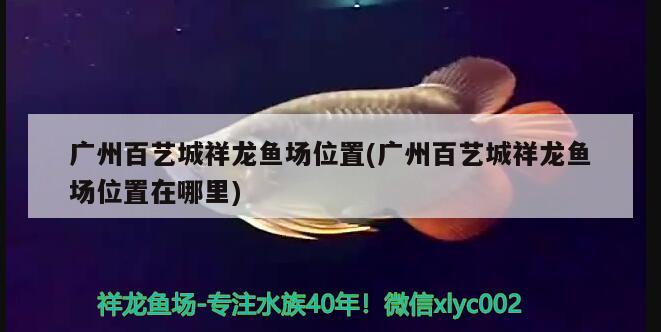 廣州百藝城祥龍魚場位置(廣州百藝城祥龍魚場位置在哪里) 祥龍魚場