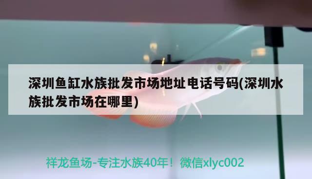 深圳魚缸水族批發(fā)市場地址電話號碼(深圳水族批發(fā)市場在哪里)