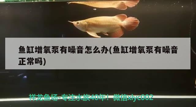 魚缸增氧泵有噪音怎么辦(魚缸增氧泵有噪音正常嗎) 魚缸風(fēng)水