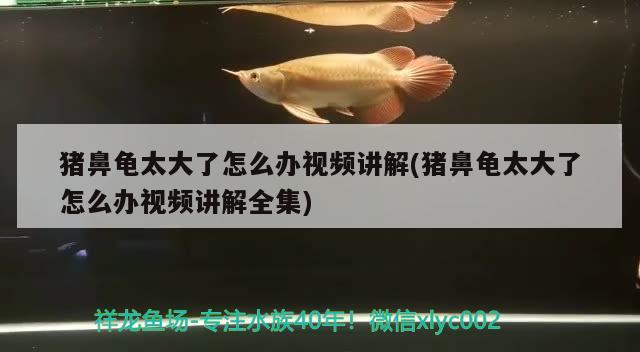 豬鼻龜太大了怎么辦視頻講解(豬鼻龜太大了怎么辦視頻講解全集) 豬鼻龜百科