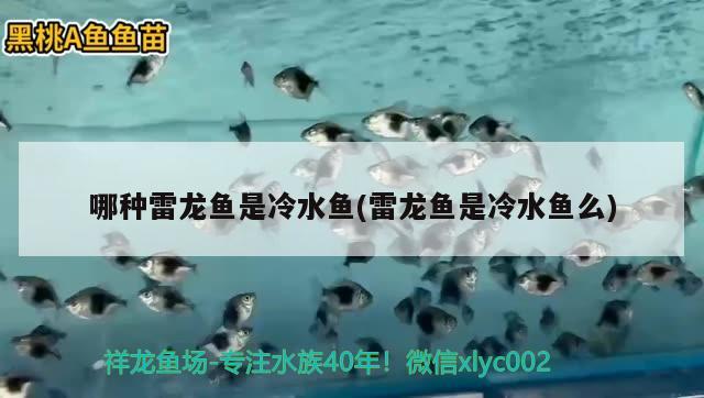 哪種雷龍魚(yú)是冷水魚(yú)(雷龍魚(yú)是冷水魚(yú)么) 斑馬鴨嘴魚(yú)苗