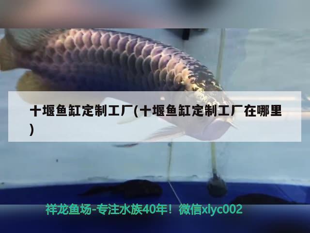 十堰魚(yú)缸定制工廠(十堰魚(yú)缸定制工廠在哪里) 白條過(guò)背金龍魚(yú)