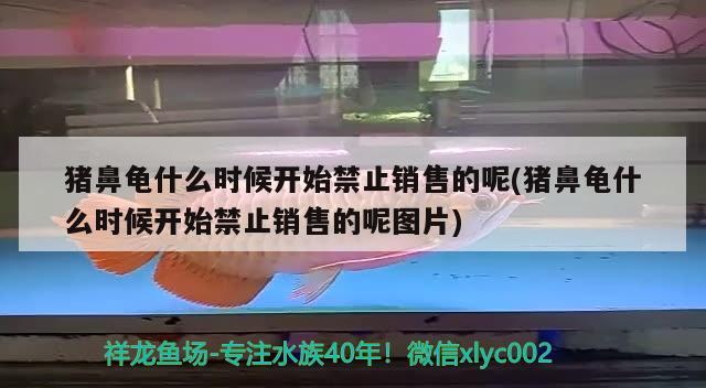 豬鼻龜什么時候開始禁止銷售的呢(豬鼻龜什么時候開始禁止銷售的呢圖片)