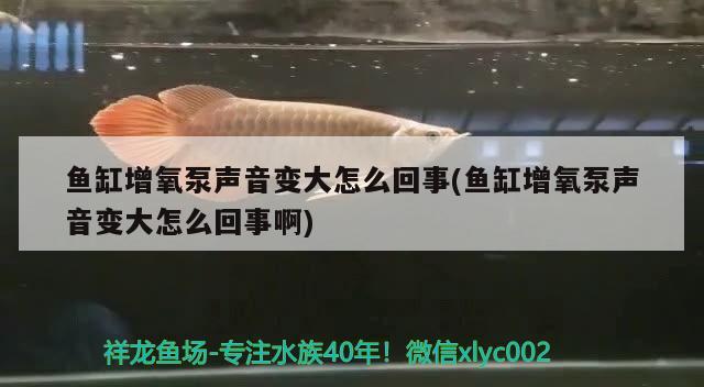 魚缸增氧泵聲音變大怎么回事(魚缸增氧泵聲音變大怎么回事啊) 魚缸風(fēng)水