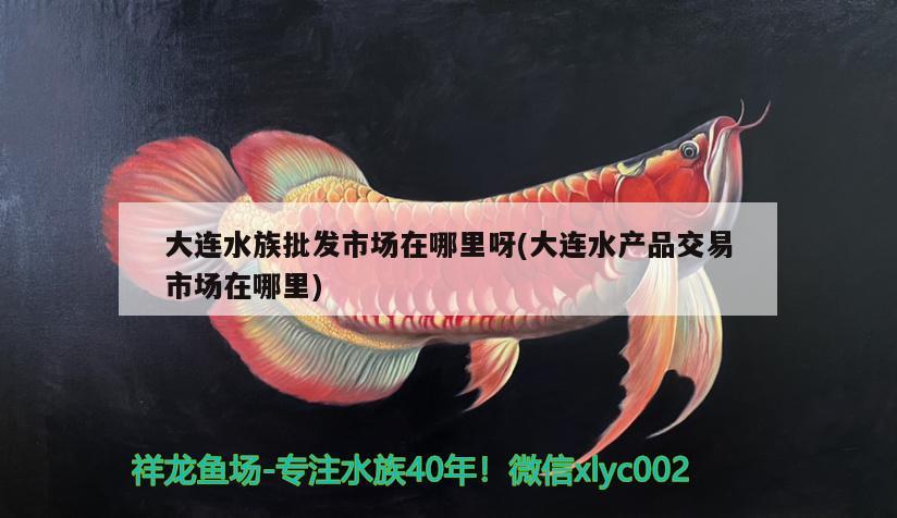 大連水族批發(fā)市場在哪里呀(大連水產(chǎn)品交易市場在哪里) 觀賞魚水族批發(fā)市場