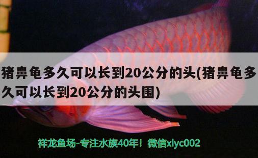 豬鼻龜多久可以長到20公分的頭(豬鼻龜多久可以長到20公分的頭圍) 豬鼻龜百科