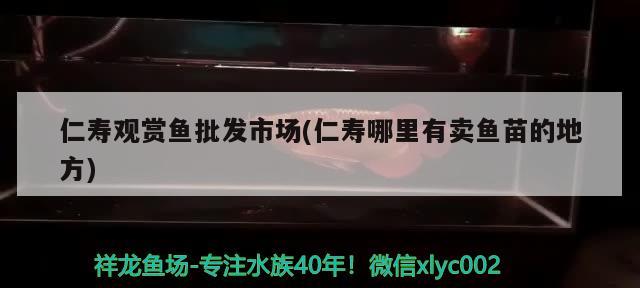 仁壽觀賞魚(yú)批發(fā)市場(chǎng)(仁壽哪里有賣魚(yú)苗的地方) 觀賞魚(yú)批發(fā)