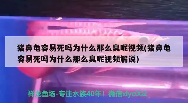 豬鼻龜容易死嗎為什么那么臭呢視頻(豬鼻龜容易死嗎為什么那么臭呢視頻解說) 豬鼻龜百科