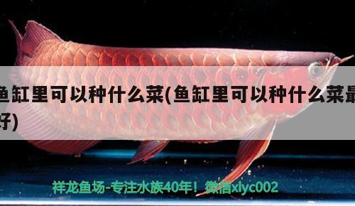 魚缸里可以種什么菜(魚缸里可以種什么菜最好) 祥龍超血紅龍魚