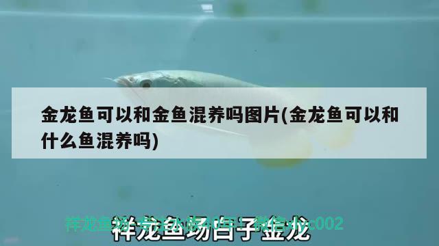 金龍魚可以和金魚混養(yǎng)嗎圖片(金龍魚可以和什么魚混養(yǎng)嗎) 朱巴利魚