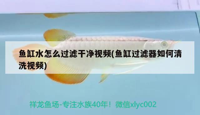 魚(yú)缸水怎么過(guò)濾干凈視頻(魚(yú)缸過(guò)濾器如何清洗視頻)