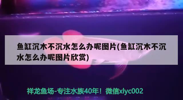 魚缸沉木不沉水怎么辦呢圖片(魚缸沉木不沉水怎么辦呢圖片欣賞) 觀賞魚進出口