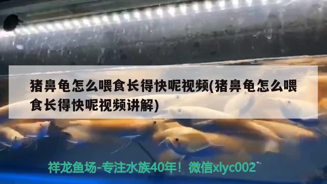 豬鼻龜怎么喂食長得快呢視頻(豬鼻龜怎么喂食長得快呢視頻講解)