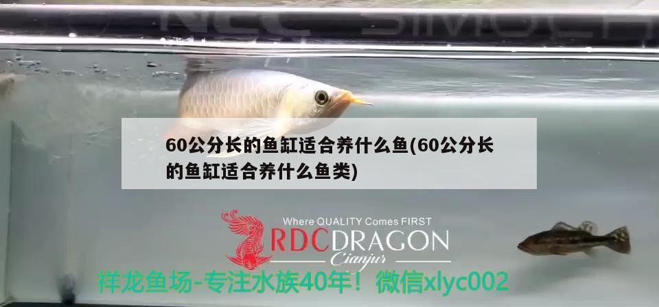 60公分長的魚缸適合養(yǎng)什么魚(60公分長的魚缸適合養(yǎng)什么魚類) 巴西亞魚