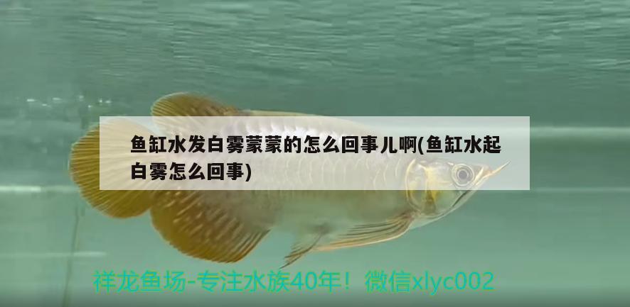 魚缸水發(fā)白霧蒙蒙的怎么回事兒啊(魚缸水起白霧怎么回事) 錦鯉魚百科