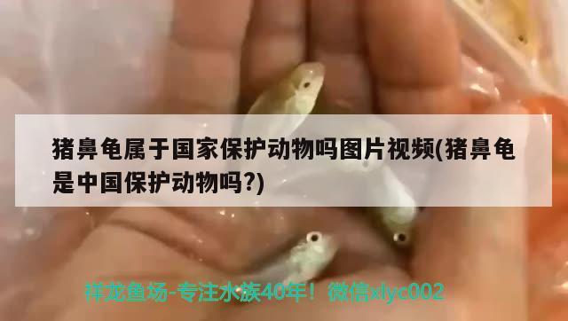 豬鼻龜屬于國家保護(hù)動物嗎圖片視頻(豬鼻龜是中國保護(hù)動物嗎?) 豬鼻龜百科