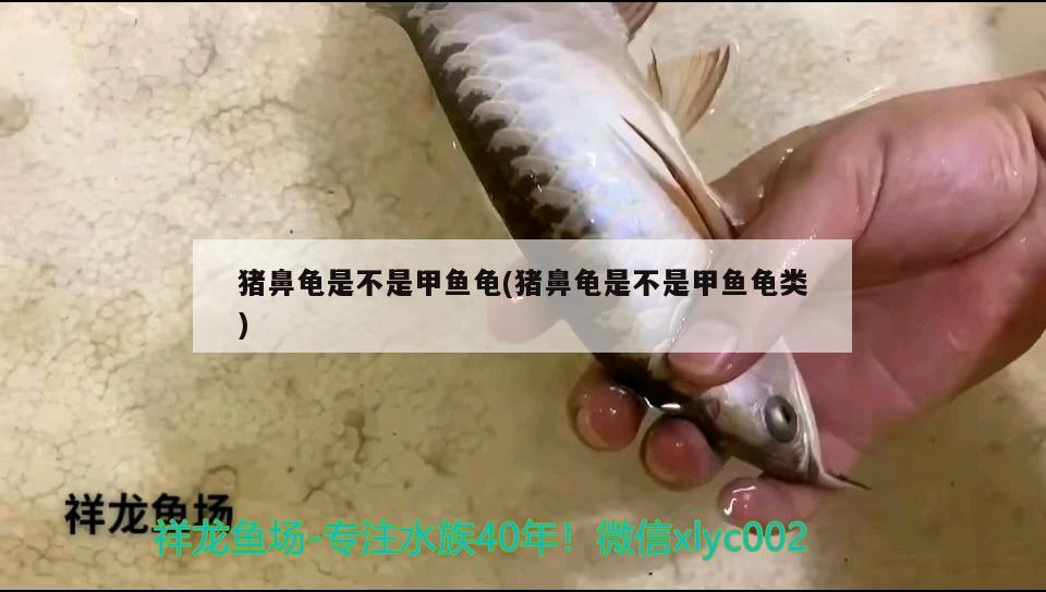 豬鼻龜是不是甲魚(yú)龜(豬鼻龜是不是甲魚(yú)龜類(lèi)) 豬鼻龜