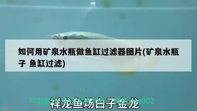 如何用礦泉水瓶做魚(yú)缸過(guò)濾器圖片(礦泉水瓶子魚(yú)缸過(guò)濾) 野生埃及神仙魚(yú)