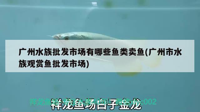 廣州水族批發(fā)市場有哪些魚類賣魚(廣州市水族觀賞魚批發(fā)市場) 觀賞魚批發(fā)