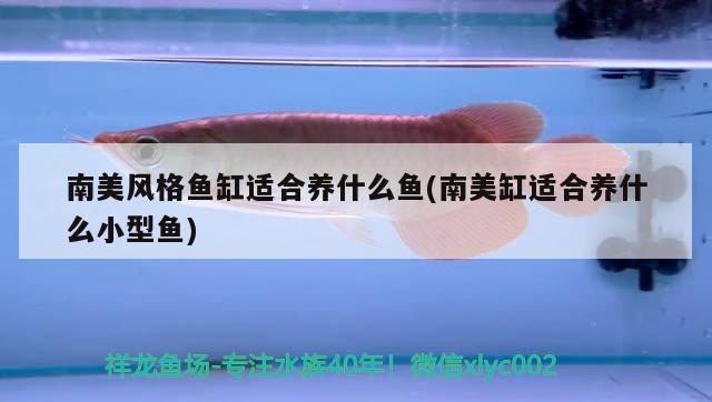 南美風(fēng)格魚缸適合養(yǎng)什么魚(南美缸適合養(yǎng)什么小型魚)