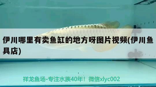 伊川哪里有賣魚缸的地方呀圖片視頻(伊川魚具店) 祥龍水族濾材/器材